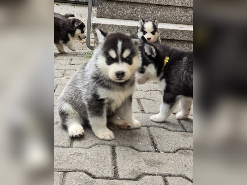 Pomsky Welpen suchen liebevolle Hände, Minihuskys
