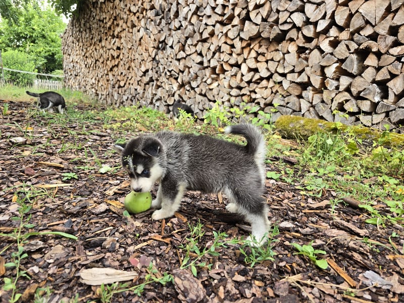 Pomsky Welpen suchen liebevolle Hände, Minihuskys