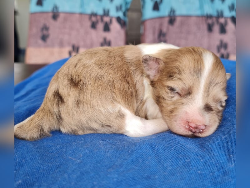 Bezaubernde Welpen aus Bolonka Zwetna und Pomeranian (Zwergspitz)