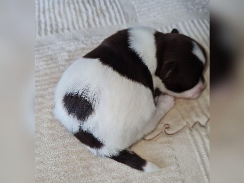 Bezaubernde Welpen aus Bolonka Zwetna und Pomeranian (Zwergspitz)