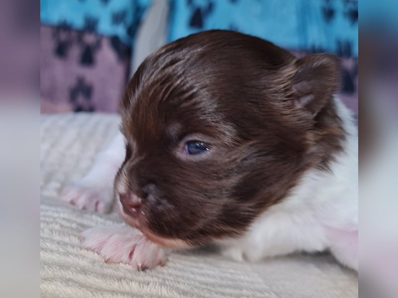 Bezaubernde Welpen aus Bolonka Zwetna und Pomeranian (Zwergspitz)