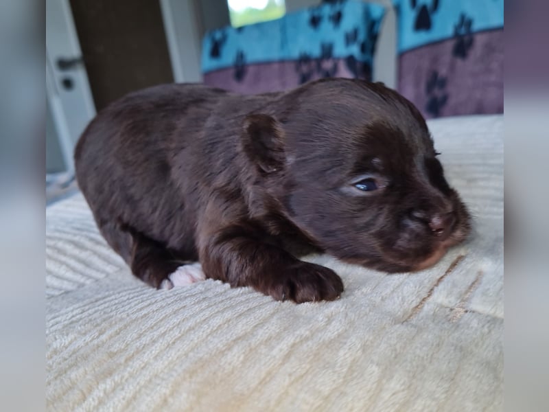 Bezaubernde Welpen aus Bolonka Zwetna und Pomeranian (Zwergspitz)