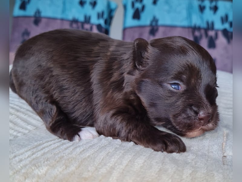 Bezaubernde Welpen aus Bolonka Zwetna und Pomeranian (Zwergspitz)