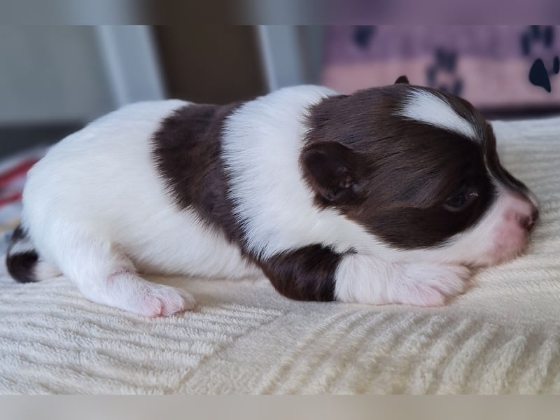 Bezaubernde Welpen aus Bolonka Zwetna und Pomeranian (Zwergspitz)