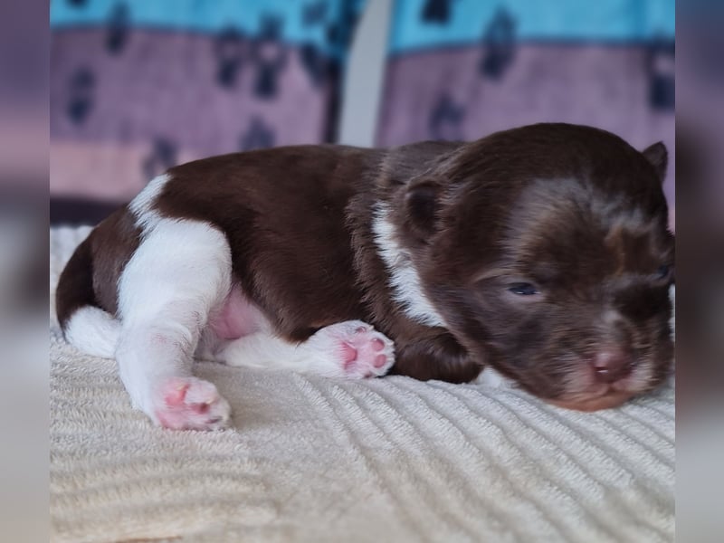 Bezaubernde Welpen aus Bolonka Zwetna und Pomeranian (Zwergspitz)