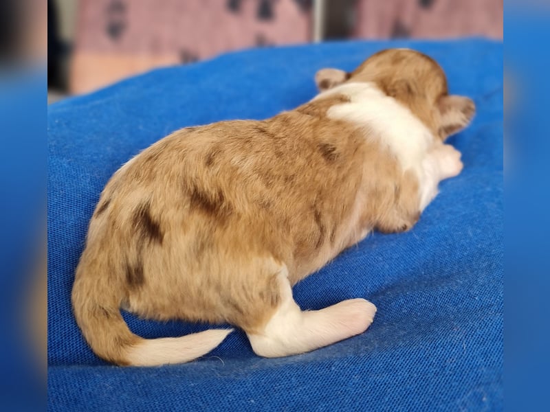 Bezaubernde Welpen aus Bolonka Zwetna und Pomeranian (Zwergspitz)