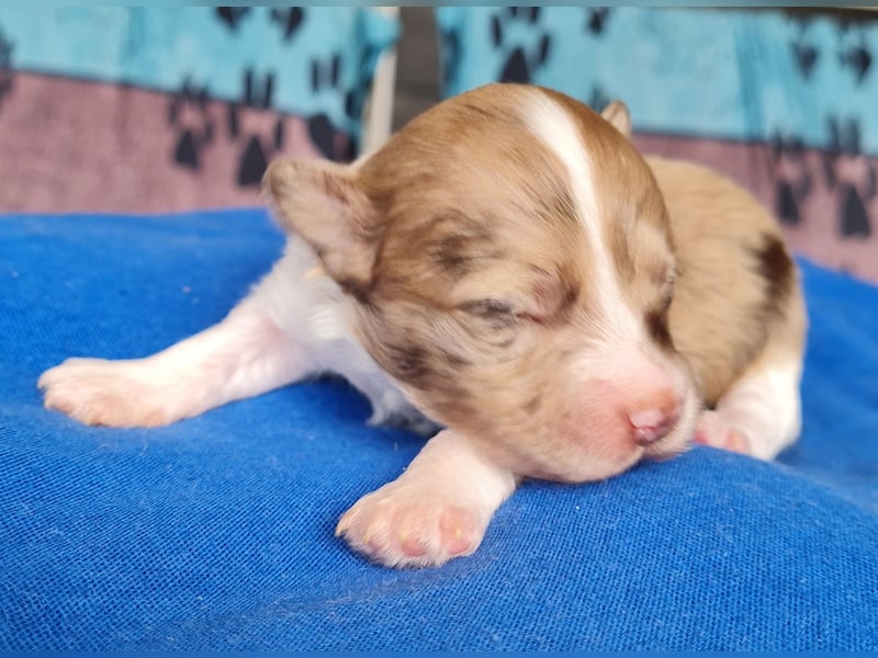 Bezaubernde Welpen aus Bolonka Zwetna und Pomeranian (Zwergspitz)