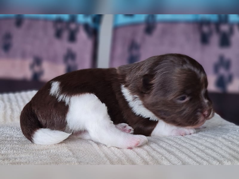 Bezaubernde Welpen aus Bolonka Zwetna und Pomeranian (Zwergspitz)