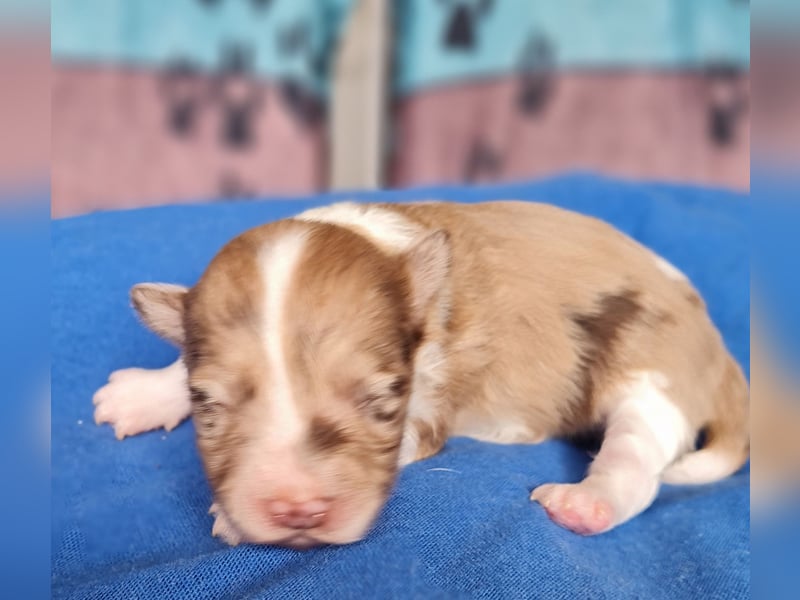 Bezaubernde Welpen aus Bolonka Zwetna und Pomeranian (Zwergspitz)