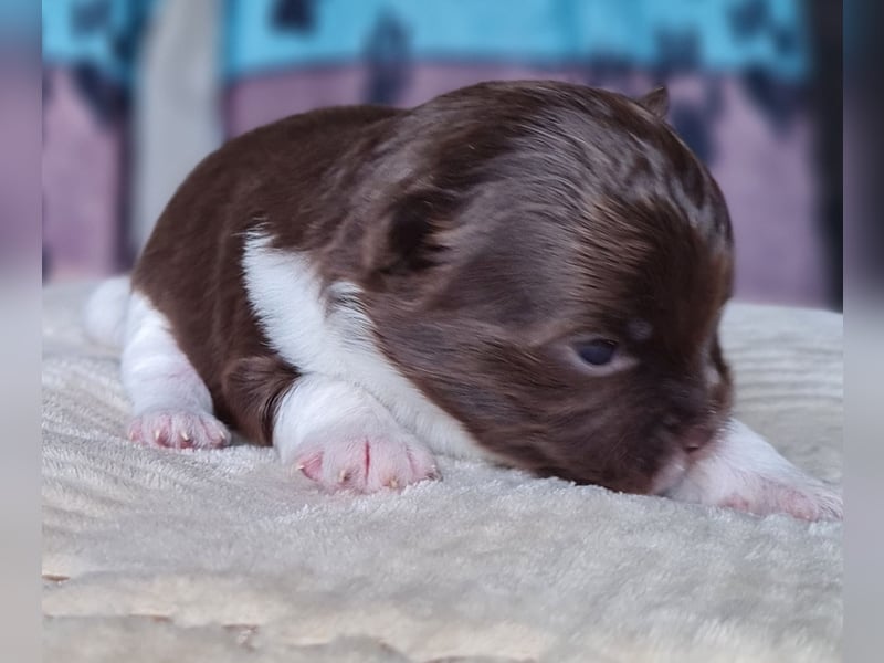 Bezaubernde Welpen aus Bolonka Zwetna und Pomeranian (Zwergspitz)