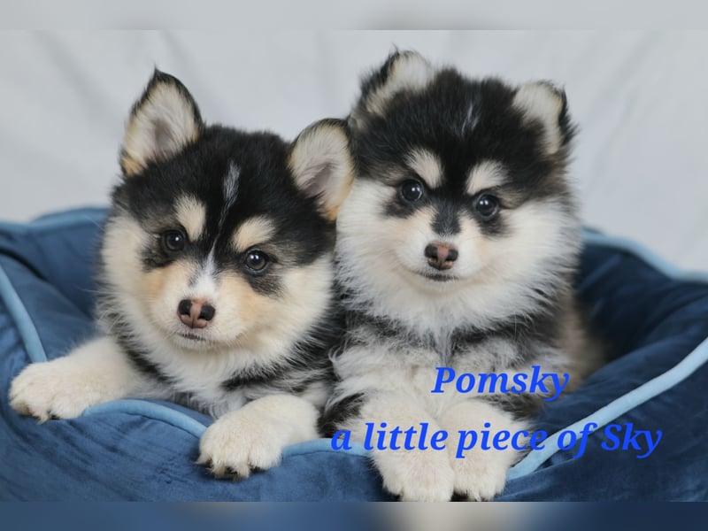Pomsky Welpen