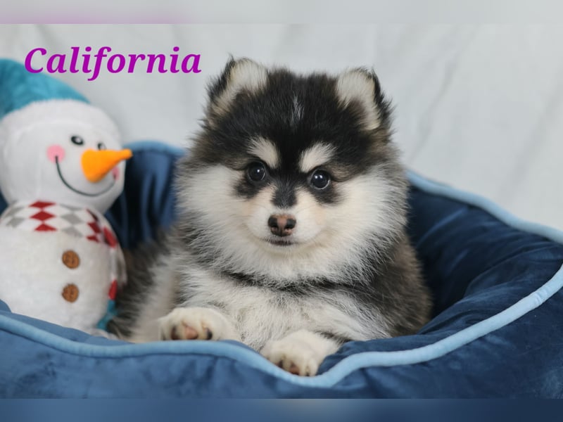 Pomsky Welpen