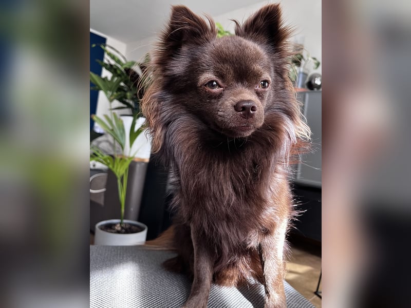 Pomchi Rüde zum decken