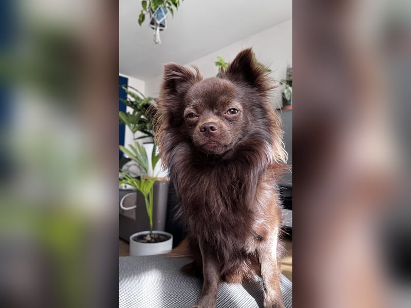 Pomchi Rüde zum decken