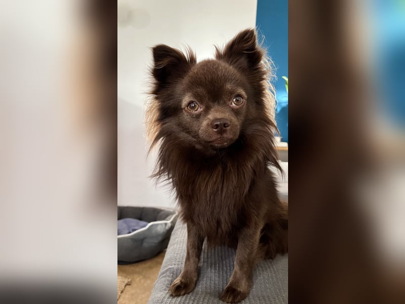 Pomchi Rüde zum decken