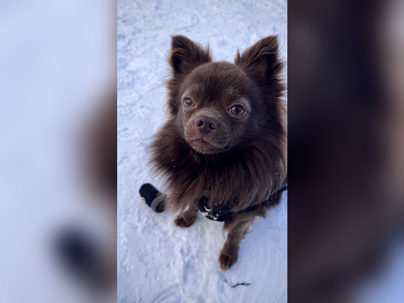 Pomchi Rüde zum decken