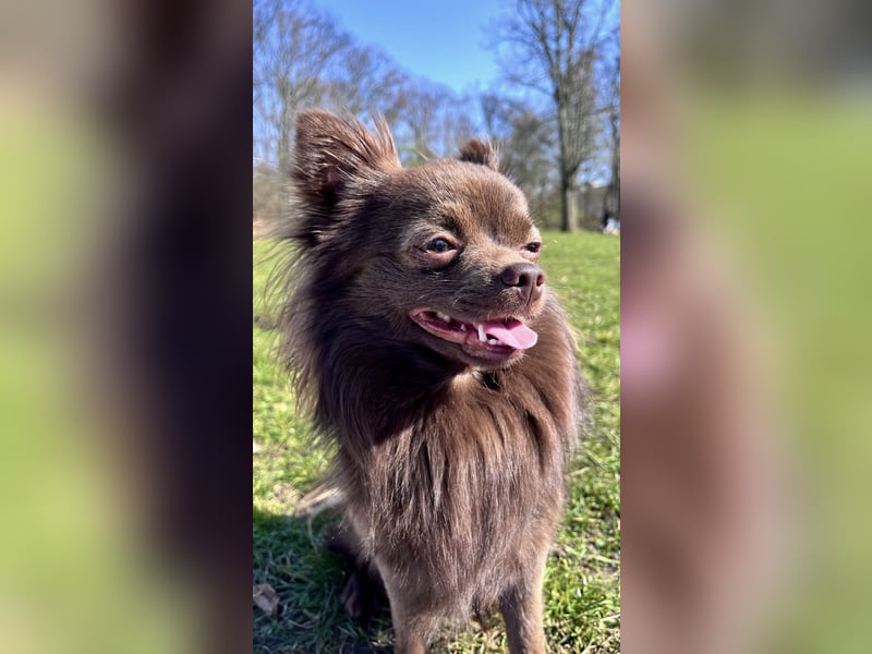 Pomchi Rüde zum decken