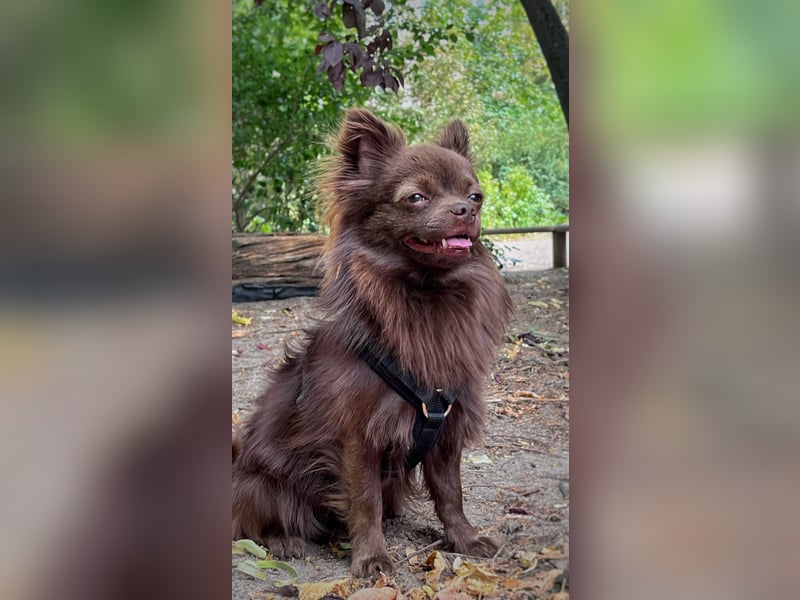 Pomchi Rüde zum decken