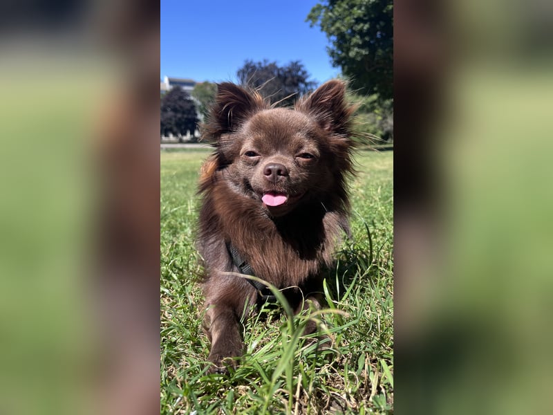 Pomchi Rüde zum decken