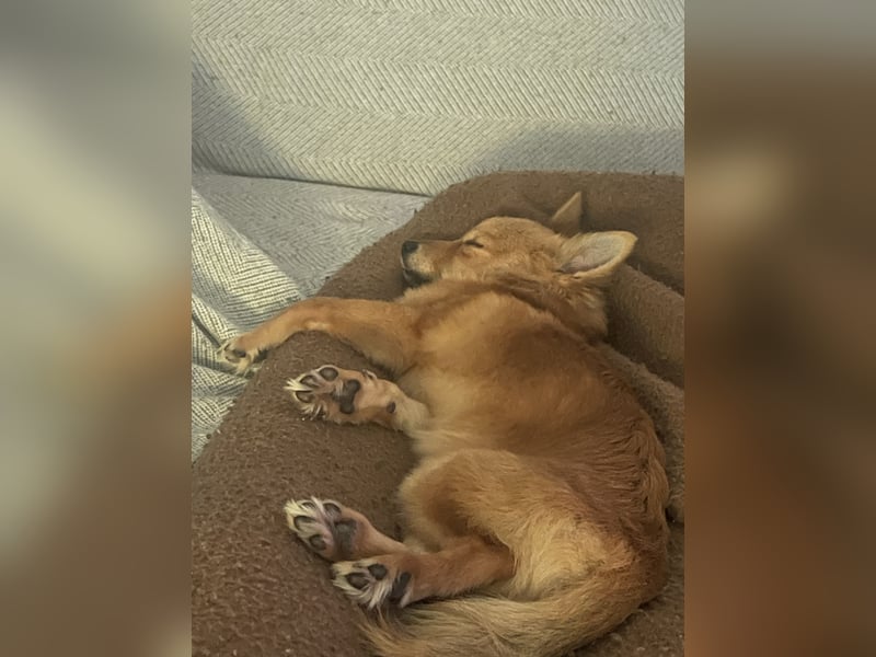 Dringend Pomchi Rüde