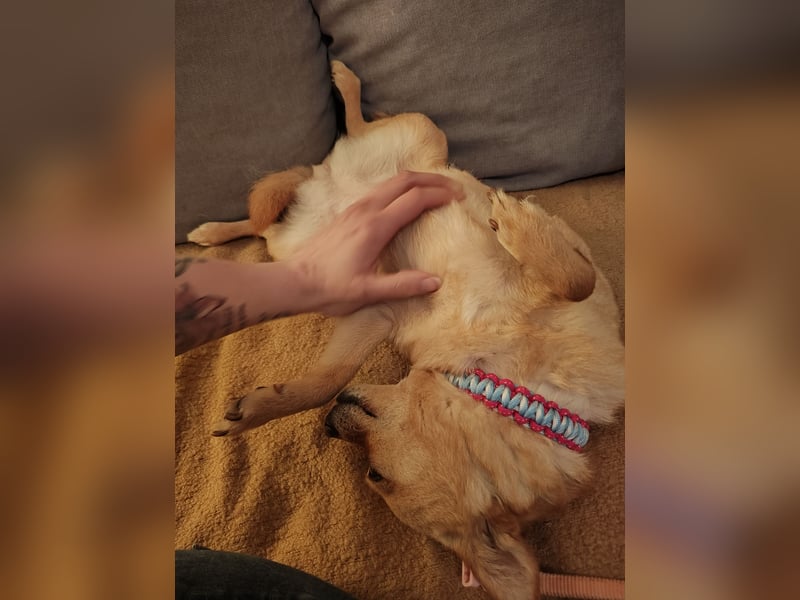 Pinschi Rehapinscher abzugeben