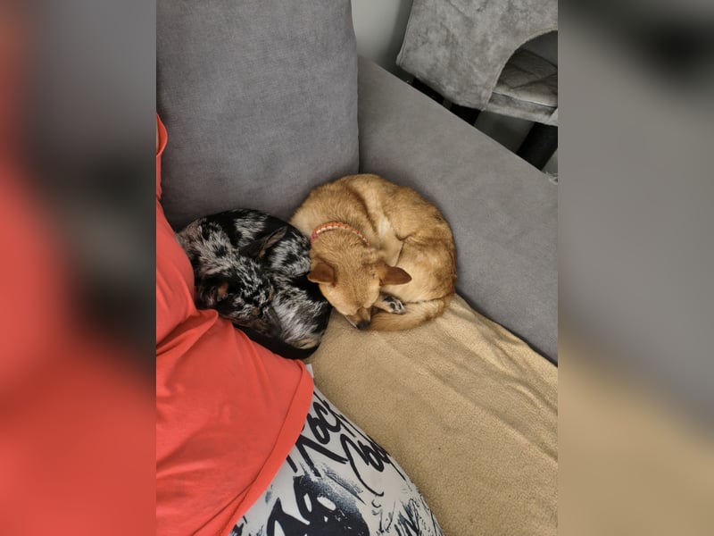 Pinschi Rehapinscher abzugeben