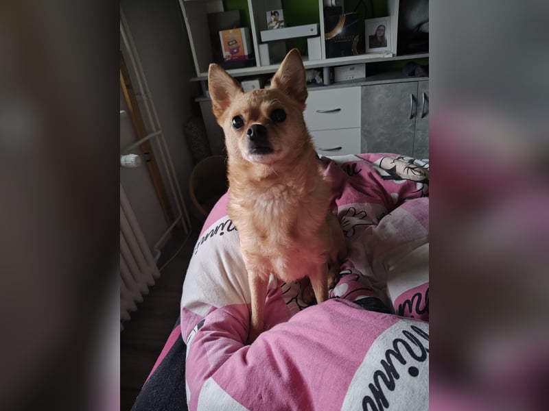 Pinschi Rehapinscher abzugeben