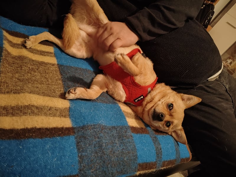 Pinschi Rehapinscher abzugeben