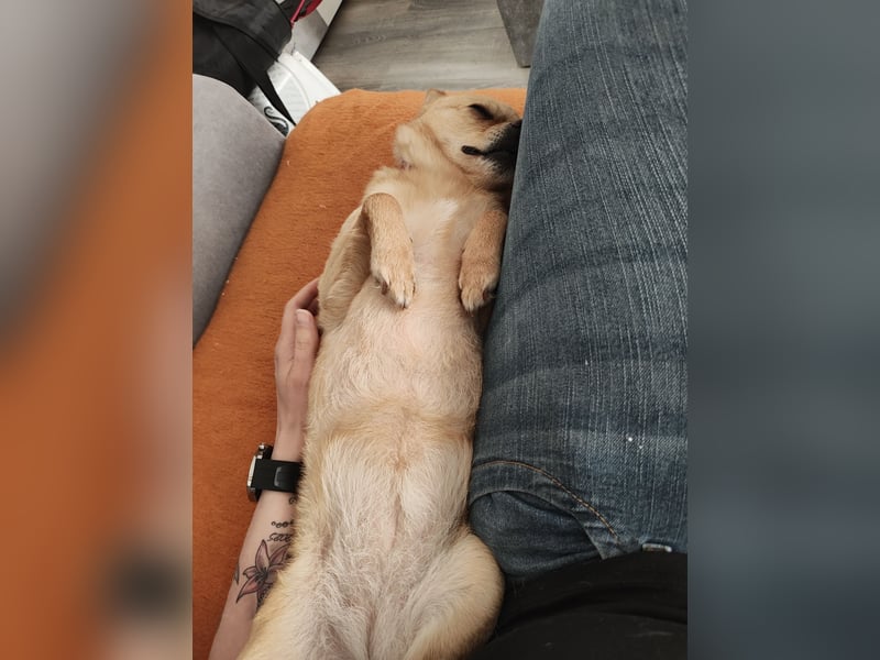 Pinschi Rehapinscher abzugeben