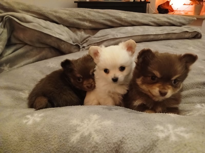 Süße Pomchi Welpen Rüden