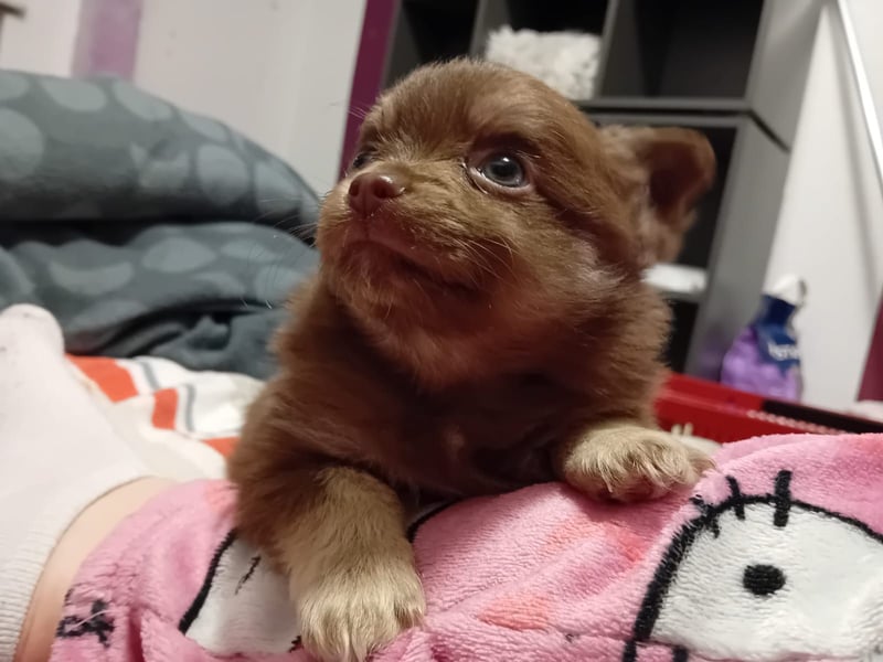 Süße Pomchi Welpen Rüden