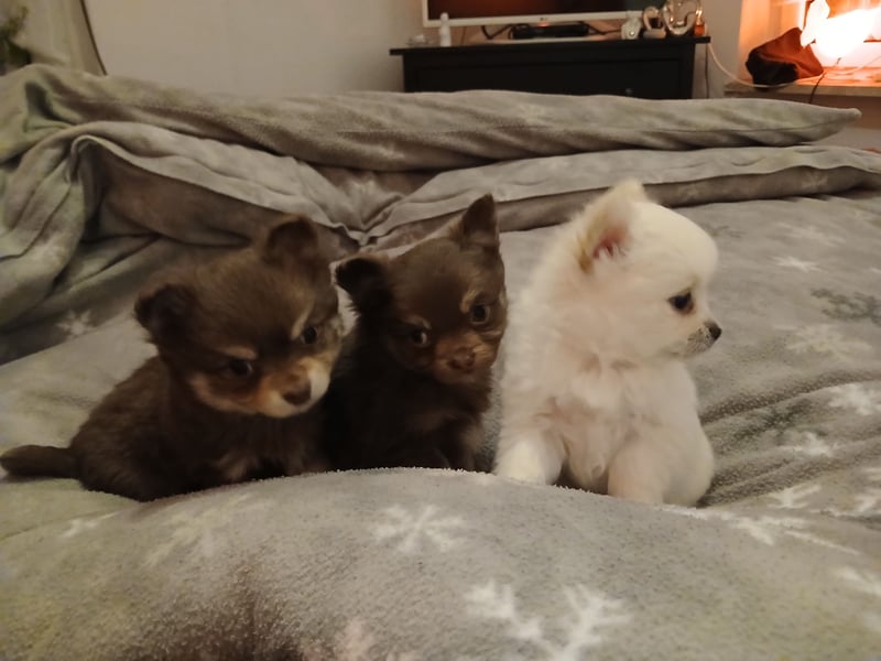 Süße Pomchi Welpen Rüden