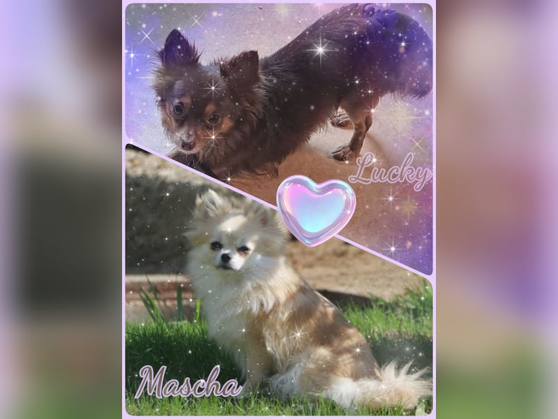 Süße Pomchi Welpen Rüden