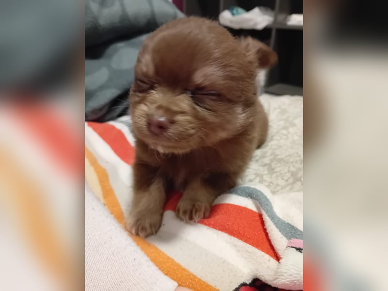 Süße Pomchi Welpen Rüden