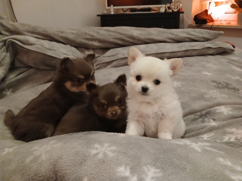 Süße Pomchi Welpen Rüden