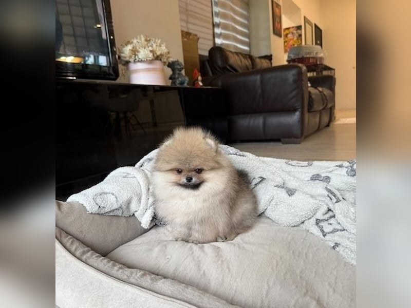 Pomeranian Zwergspitz Hündin – geimpft, entwurmt, gechipt, mit EU-Heimtierausweis