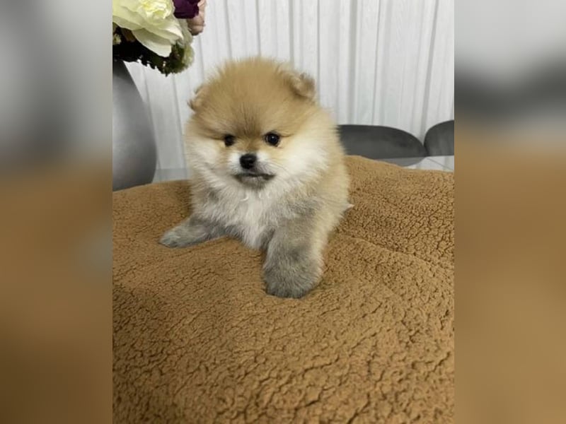 Pomeranian Zwergspitz Hündin – geimpft, entwurmt, gechipt, mit EU-Heimtierausweis