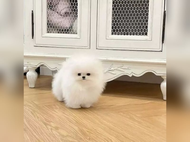 Zwergspitz/ pomeranian Hündin – geimpft, entwurmt, gechipt, mit EU-Heimtierausweis