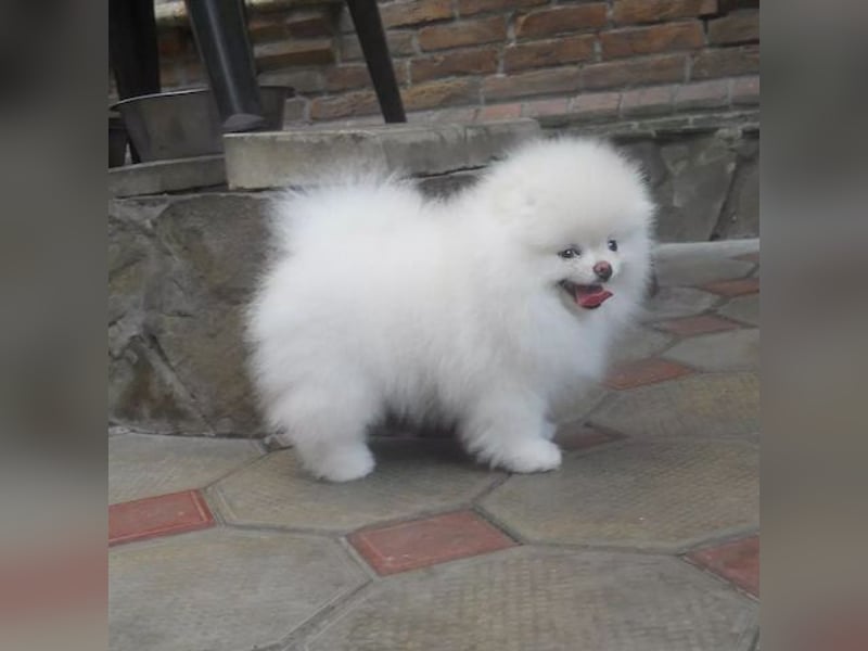 Pomeranian / Zwergspitz Hündin – geimpft, entwurmt, gechipt, mit EU-Heimtierausweis