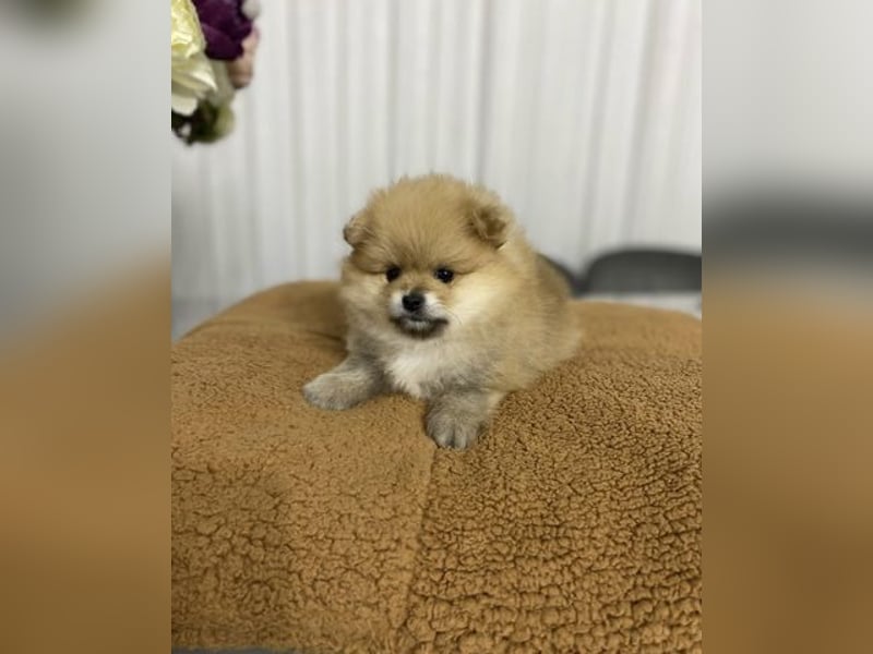 Pomeranian Zwergspitz Hündin – geimpft, entwurmt, gechipt, mit EU-Heimtierausweis