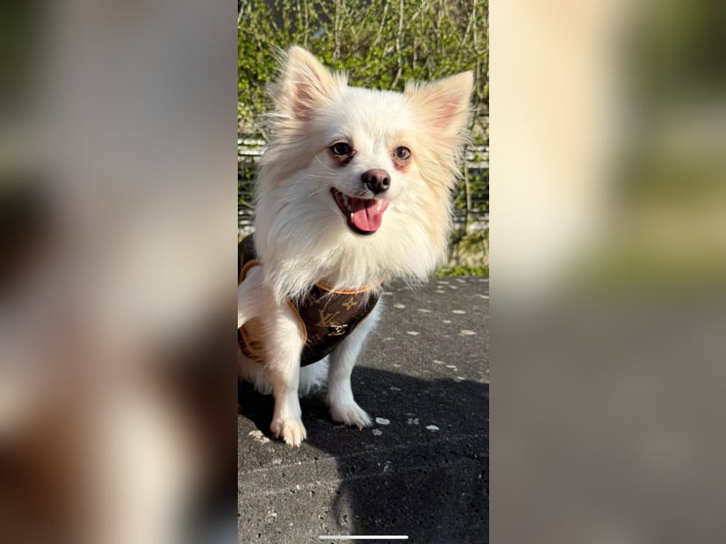 Liebevolle Pomchi Hündin