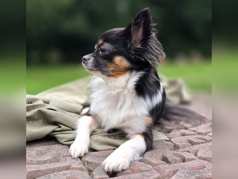 Pomeranian-Chihuahua-Mix Mädchen (Tricolor)