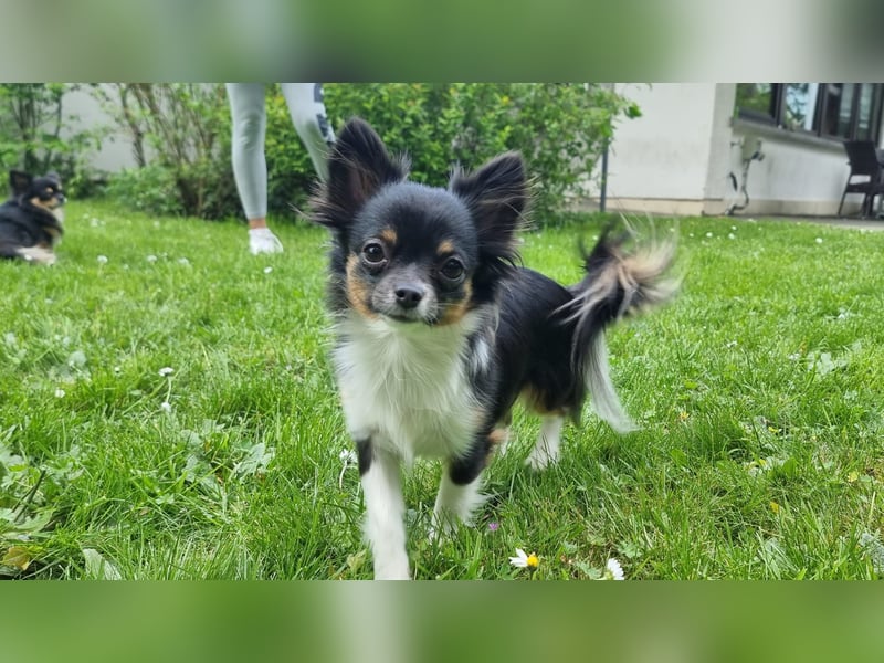 Pomeranian-Chihuahua-Mix Mädchen (Tricolor)