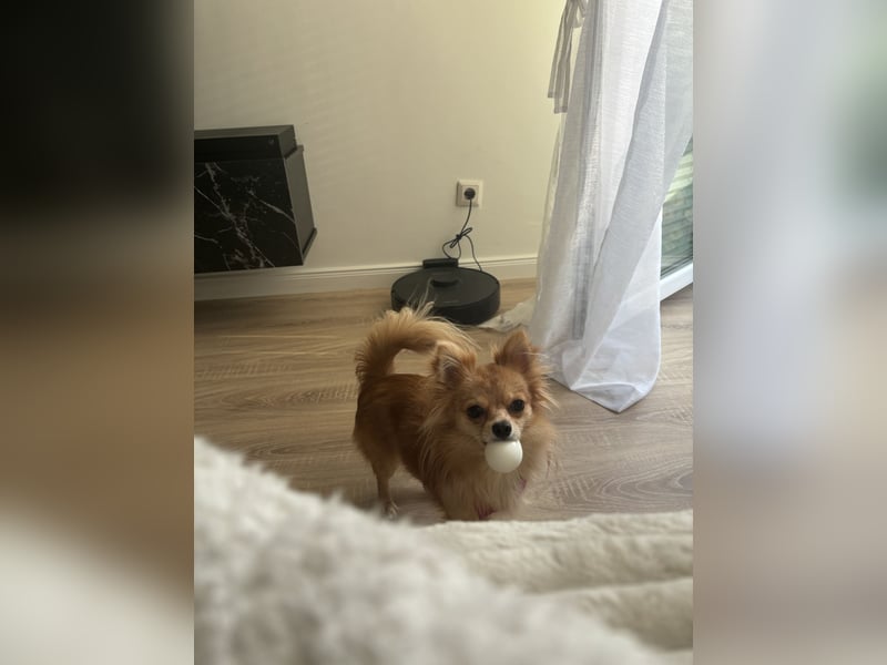 Zuna liebevolle Hündin (Pomchi)