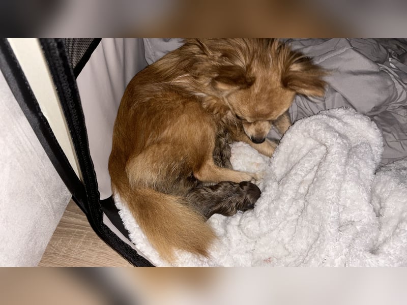 Zuna liebevolle Hündin (Pomchi)