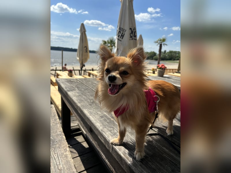 Zuna liebevolle Hündin (Pomchi)