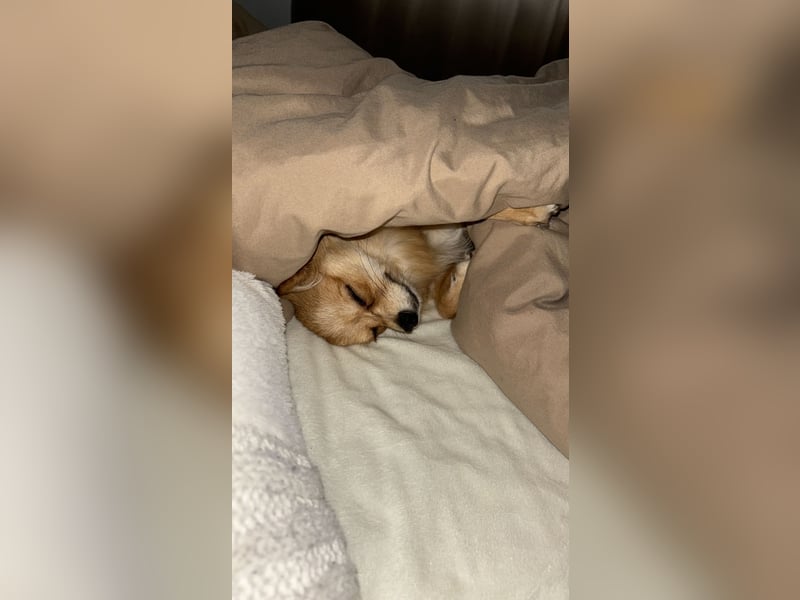 Zuna liebevolle Hündin (Pomchi)