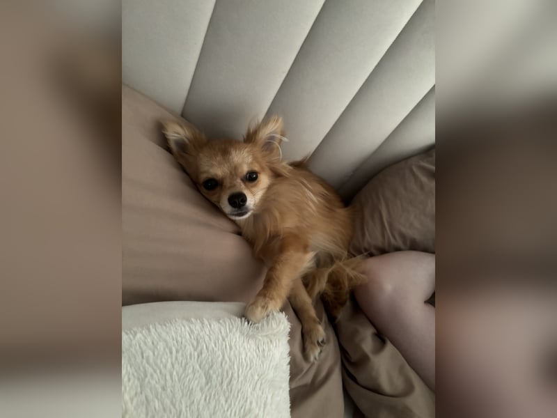 Zuna liebevolle Hündin (Pomchi)