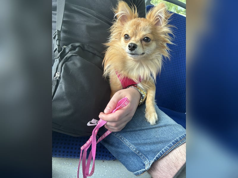 Zuna liebevolle Hündin (Pomchi)