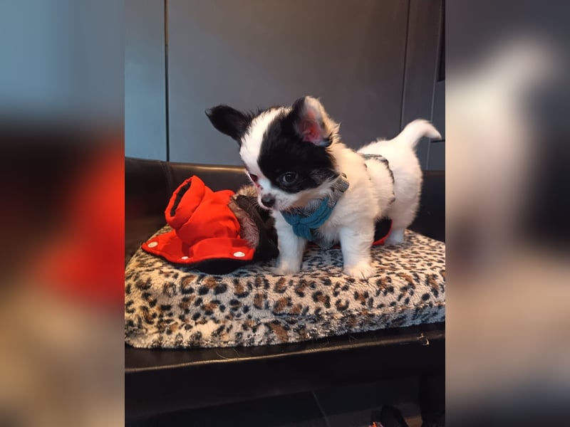 Monte - kleiner Frechdachs sucht sein Zuhause